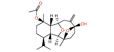 Pachycladin E